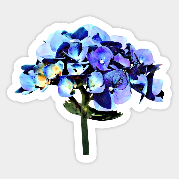 Small Blue Hydrangea Sticker by SusanSavad